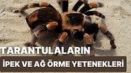 Tarantulalar İpek ve Ağ Örme Yeteneklerini Neden Kaybettiler?