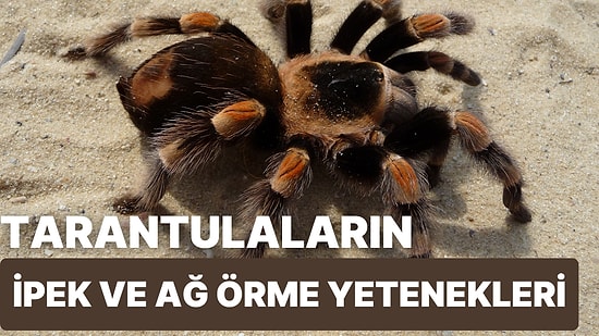 Tarantulalar İpek ve Ağ Örme Yeteneklerini Neden Kaybettiler?