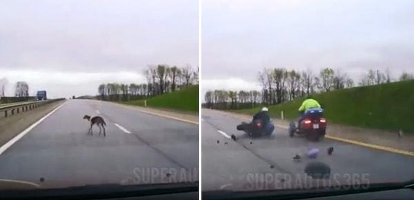 Araç kamerası tarafından anbean kaydedilen anlarda, köpeğe çarpmamak için duran şoför ardından ise zincirleme bir kazaya neden oluyor.