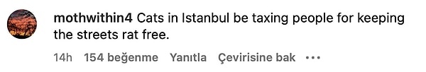 15. "İstanbul'daki kediler sokakları faresiz tuttukları için insanlardan vergi alıyor."