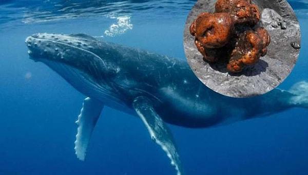 Balığın ölüm nedenini tespit etmek için başlattıkları otopsi sonucunda balinanın içinde bulunan bu madde, 50-60 santimetre çapında ve 9,5 kilogram ağırlığında olan "yüzen altın"dı.