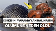 Sahile Vuran Balinanın İçinden Çıkan 500 Bin Euro Değerindeki Yüzen Altın Araştırmacıları Şok Etti