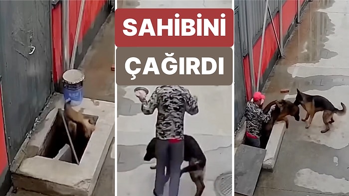 Düşen Arkadaşını Kurtarmak İçin Sahibine Haber Veren Köpeğin Görüntüleri İçinizi Isıtacak