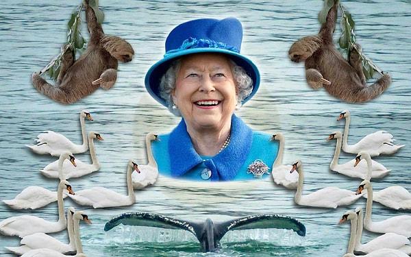 14. Kraliçe II. Elizabeth, teknik olarak Birleşik Krallık kıyılarının 3 mil içindeki tüm yunusların, balinaların ve domuz balıklarının sahibiydi.