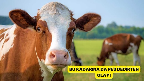 Tarihi Eserleri Alıp İnek Verdiler: Bu Nasıl Alışveriş?