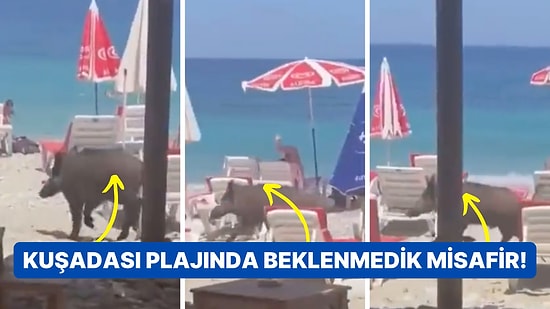 Kuşadası'nda Aniden Plajda Volta Atmaya Başlayan Yaban Domuzu Gündem Oldu