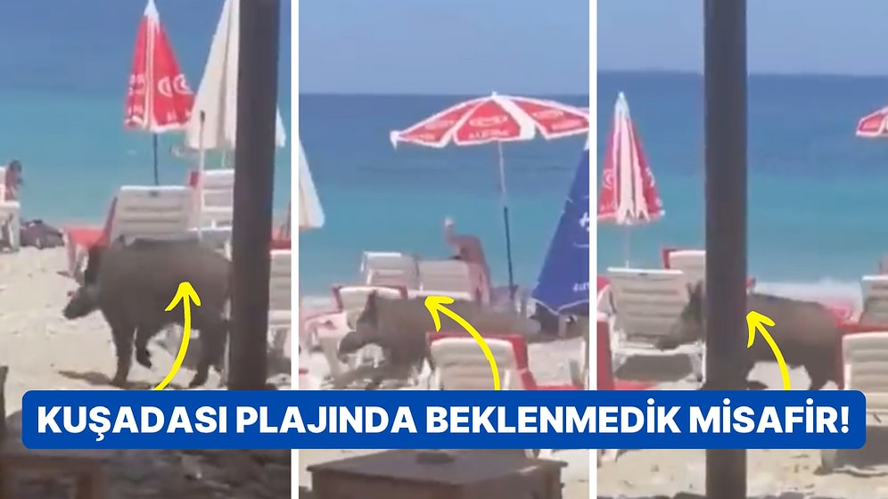 Kuşadası'nda Aniden Plajda Volta Atmaya Başlayan Yaban Domuzu Gündem Oldu