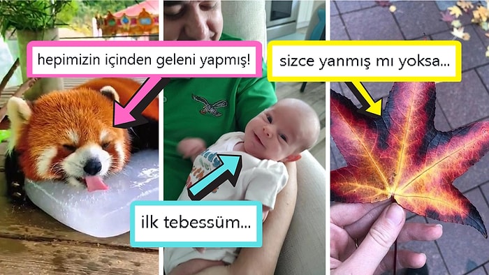 Gördüğünüz Anda İçinizin Yağlarını Eritip Sizi Pamuk Gibi Yapacak Birbirinden Etkileyici 15 Görsel