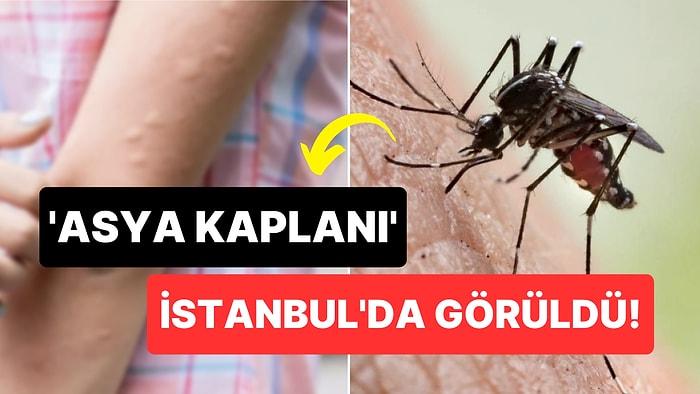 Aman Dikkat: İstanbul'da Görülen 'Asya Kaplanı' Sivrisinekler Hastanelik Ediyor!