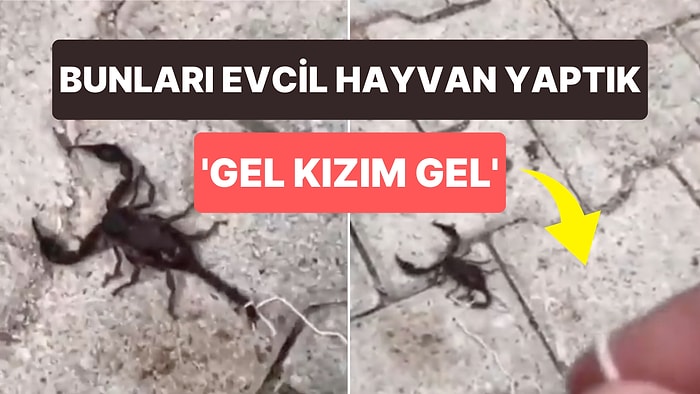 İp Bağladığı Akrebi Evcil Hayvanı Gibi Gezdirdi, Sarı Kız Örümceğiyle Sohbet Etti!