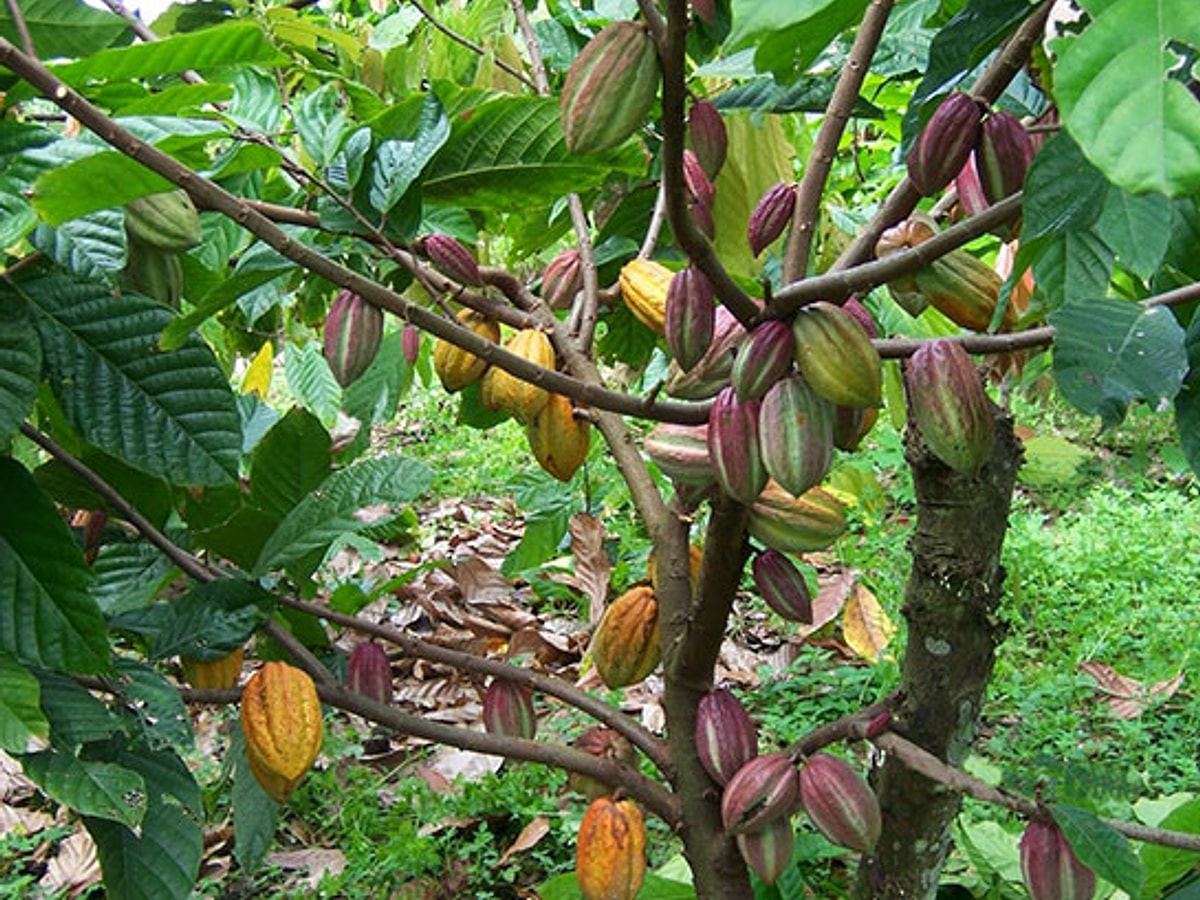 Какао как растет в природе. Theobroma Cacao дерево. Какао дарахти. Дерево какао бобов. Шоколадное дерево какао.