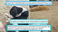 Sahilde Başıboş Köpek İstemeyen ve Köpekleri Toplayın Çağrısında Bulunan Kullanıcı Büyük Tartışma Yarattı!