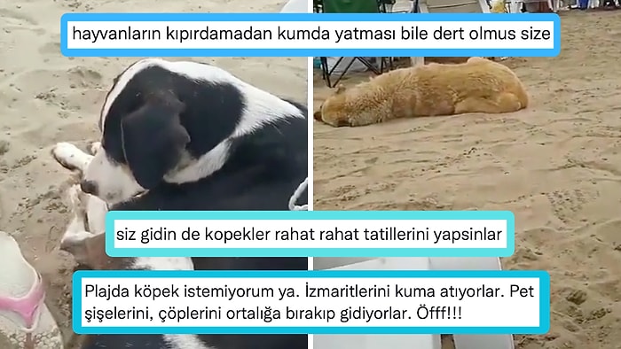 Sahilde Başıboş Köpek İstemeyen ve Köpekleri Toplayın Çağrısında Bulunan Kullanıcı Büyük Tartışma Yarattı!