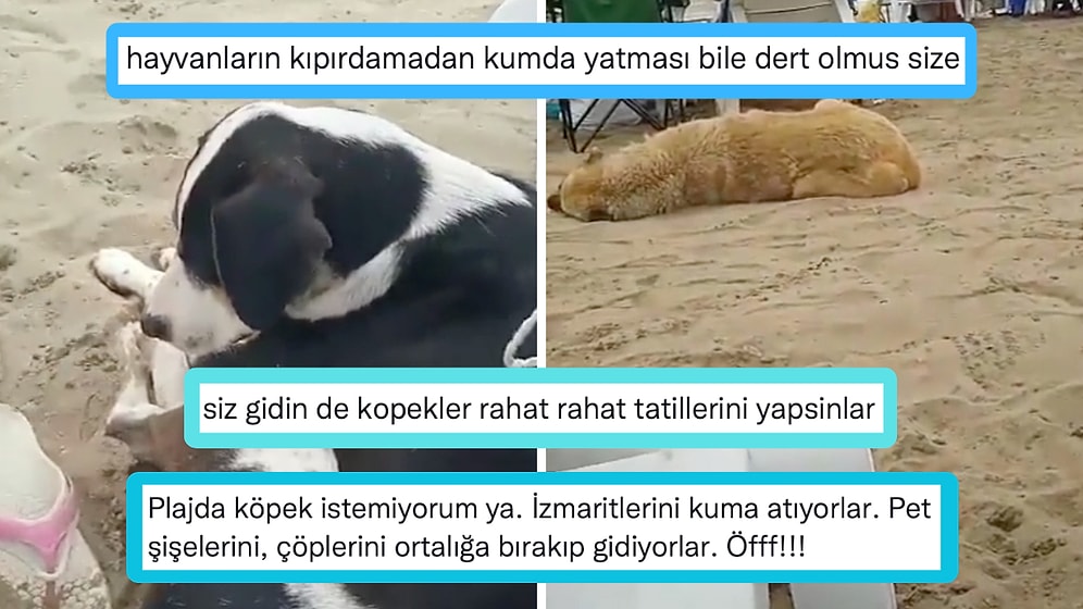Sahilde Başıboş Köpek İstemeyen ve Köpekleri Toplayın Çağrısında Bulunan Kullanıcı Büyük Tartışma Yarattı!