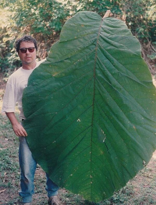 16. Bir Amazon ağacının insan büyüklüğünde olan yaprağı👇