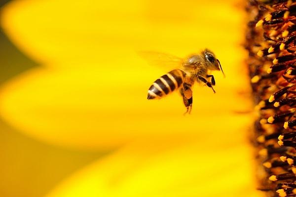 11. "Arılar gitgide yok oluyor ve hiçbir arı kalmadığında ne yapacağımızı bilmiyoruz."