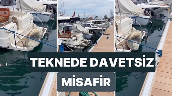 Kuşadası Marina'da Bir Tekneye Çıkan Akdeniz Foku İlginç Görünümüyle Dikkat Çekti