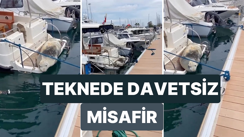 Kuşadası Marina'da Bir Tekneye Çıkan Akdeniz Foku İlginç Görünümüyle Dikkat Çekti