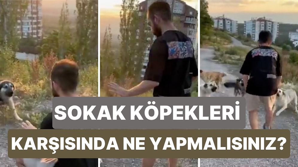 Hayvanlar Üzerine Videolar Çeken Harun Köybaşı Sokak Köpekleri Karşısında Ne Yapmanız Gerektiğini Anlattı