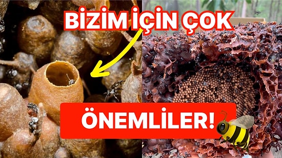 Mucizevi Faydaları ile Dünyamız İçin Yeri Doldurulamaz Hale Gelen İğnesiz Bal Arılarının İlginç Özellikleri