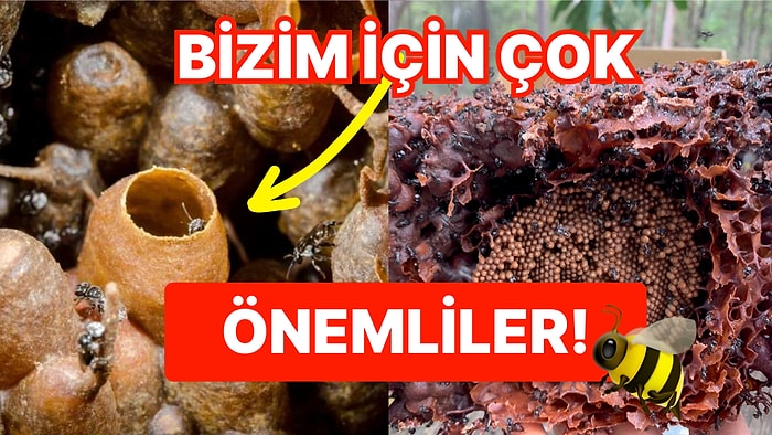 Mucizevi Faydaları ile Dünyamız İçin Yeri Doldurulamaz Hale Gelen İğnesiz Bal Arılarının İlginç Özellikleri