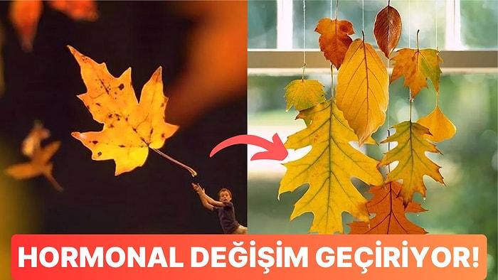 Sonbaharın Gelişiyle Rengarenk Olan Yapraklar Nasıl Renk Değiştiriyor?