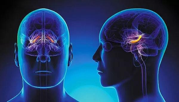Beyindeki sinir hücreleri, elektriksel ve kimyasal sinyaller aracılığıyla bilgiyi depolar ve iletişim kurar.