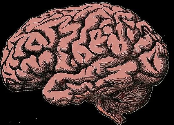 Hafıza süreci, birçok beyin bölgesinin etkileşimiyle gerçekleşir.