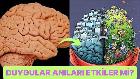 Vücuttaki En Önemli Organlardan Biri Olan Beyin Anıları Nasıl Depolar ve Hatırlar?