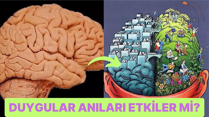 Vücuttaki En Önemli Organlardan Biri Olan Beyin Anıları Nasıl Depolar ve Hatırlar?