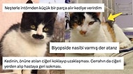 "Ameliyathaneye Giren Kediye Hastadan Bir Parça Et Atar mıydınız?" Sorusuna Gelen Birbirinden Komik Yanıtlar