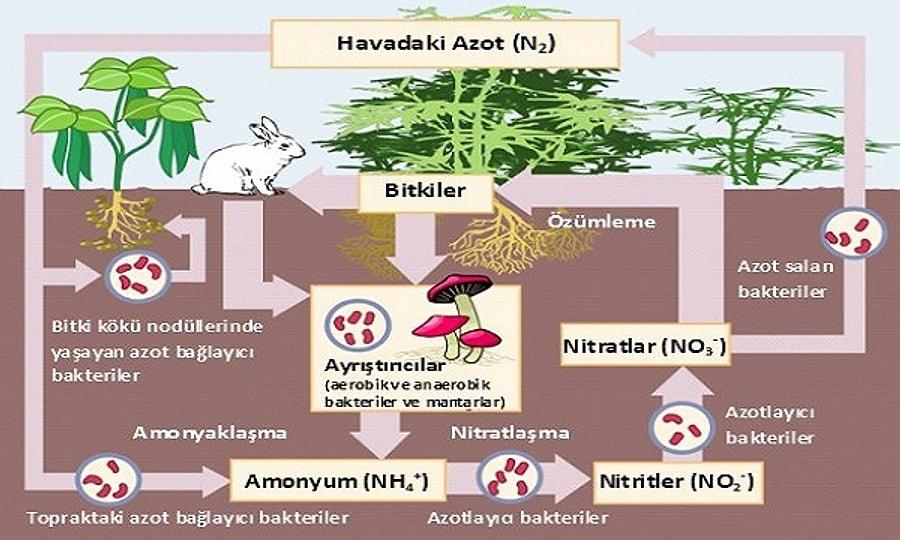 Azot ru. Круговорот азота. Азотфиксирующие растения. Ассимиляция круговорот азота. Круговорот азота в природе.