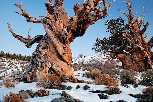 4. Doğu Kaliforniya'da, Methuselah olarak bilinen bu ağaç 4.853 yaşında!
