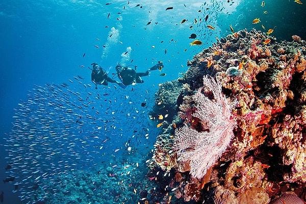 6. Avustralya'daki Great Barrier Reef, dünyadaki en büyük canlı yapıdır.