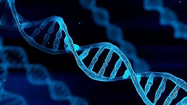 İnsan DNA'sı, Deoksiribonükleik asit (DNA) adı verilen bir moleküldür ve genetik bilginin taşınmasından sorumludur.