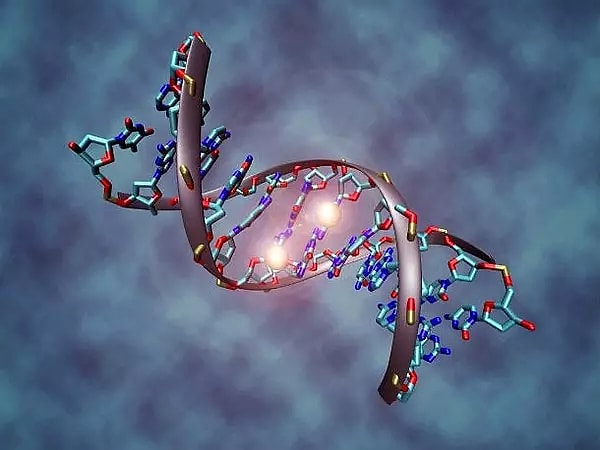 İnsan DNA'sı, çift sarmal şeklinde bir yapıya sahiptir.