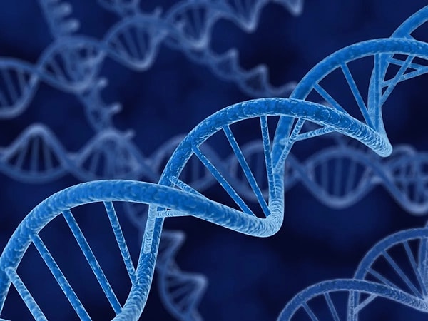 İnsan DNA'sı, çevresel faktörler ve genetik varyasyonlarla etkileşime girerek insanların fiziksel özelliklerini, metabolizma işleyişini, hastalıklara olan yatkınlığı ve diğer genetik özelliklerini belirler.