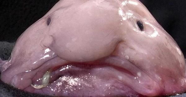 13. Blobfish isimli bu balığı daha önce görmüş müydünüz?
