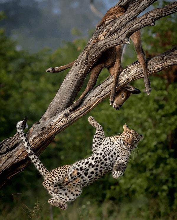 1. Avını öldürdükten sonra aşağı düşen bir leopar: