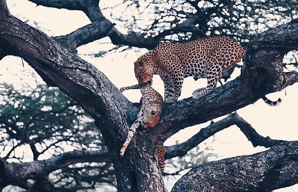 3. Çita öldürüp yiyen bir leopar: