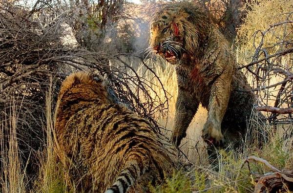 6. Dişi bir aslan için savaşan iki yiğit aslan: