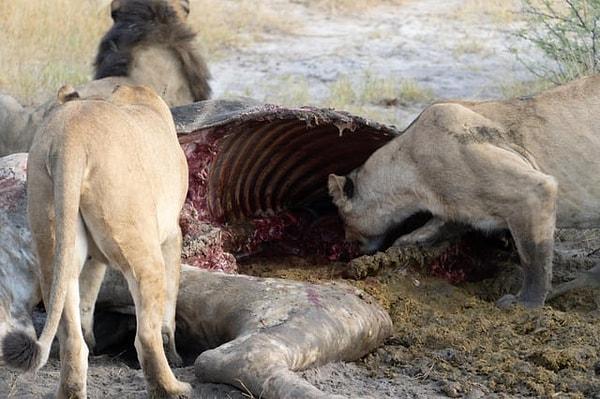 8. Bir zürefanın gövdesinden kalan kalıntıları yiyen aslanlar: