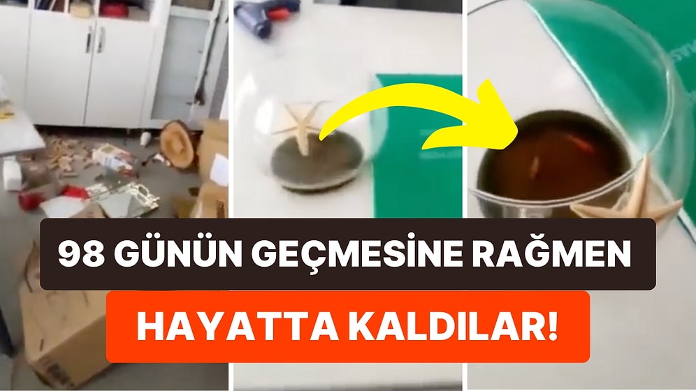 Depremlerin Ardından Hatay'da Girilen Bir Binada Japon Balıklarının Hala Hayatta Olduğu Fark Edildi