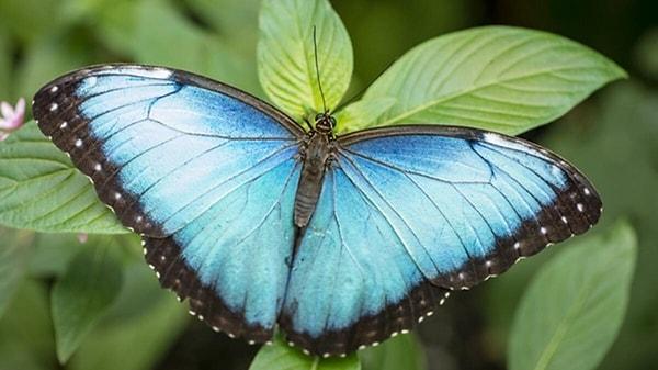 Mavi Kanatlı kelebekler ise toplu mezarlara gömülen Boşnakların simgesi oldu.