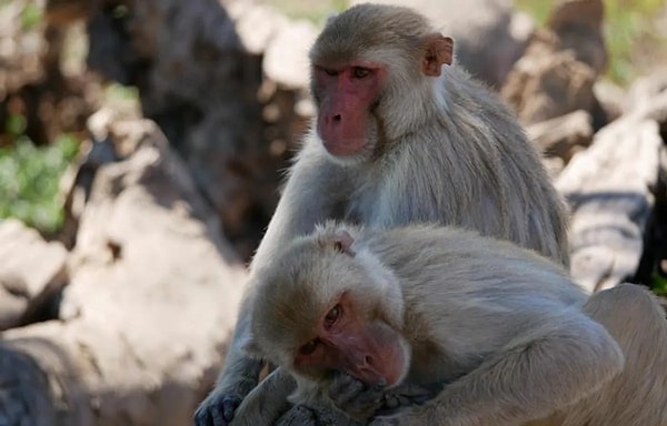 Hakemli bilimsel dergi Nature Ecology and Evolution'da yayımlanan araştırmada 2017, 2019 ve 2020'de belirli aralıklarla erkek maymunların çiftleşme davranışları gözlemlendi.