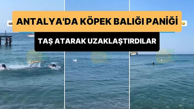 Antalya'da Sahile Köpek Balığı Geldiği İddiası: Taş Atarak Uzaklaştırmaya Çalıştılar