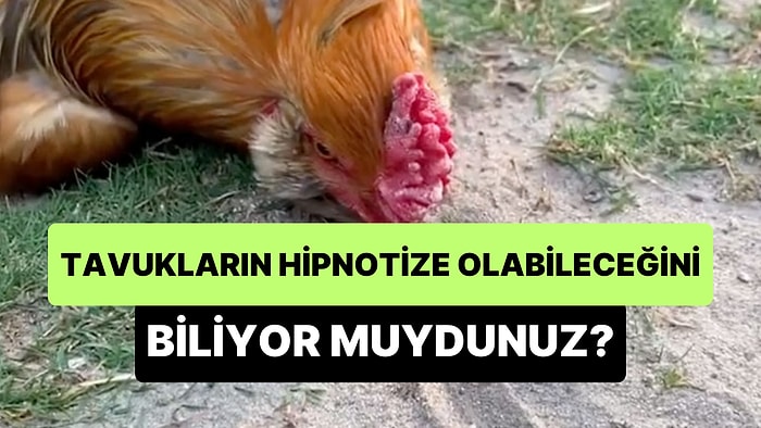 Tavukların Çok Basit Bir Şekilde Hipnotize Edilebileceğini Biliyor muydunuz?