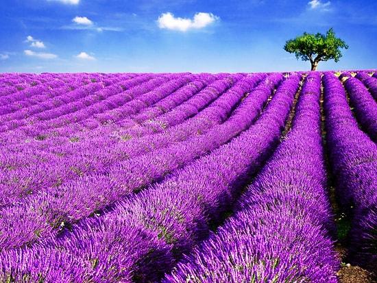 The Lavender Fields of Turkey: A Hidden Purple Paradise