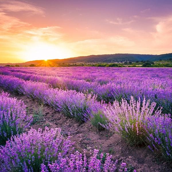 Turkey's Purple Paradise: A Journey through the Mesmerizing Lavender Fields