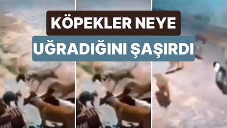 Köpekler Tarafından Etrafı Sarılan Arkadaşını Kurtarmak İçin Tek Başına 6 Köpeğe Birden Kafa Tutan Kedi